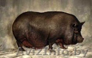  вьетнамские вислобрюхие свинки #293866