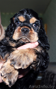 Американского кокер спаниеля,  щенки #297881