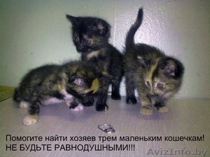 три маленькие кошечки #280966