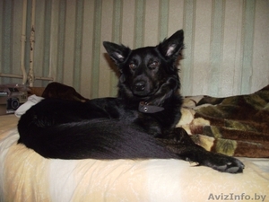 Отдадим собаку в хорошие руки #307728