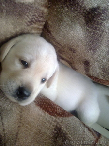 щенки лабрадора-ретривера Гродно #307405