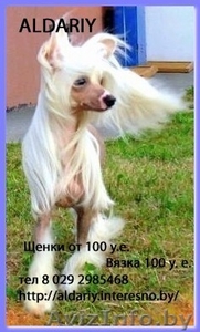 Перспективный кобель щенок китайской хохлатой собаки #325572