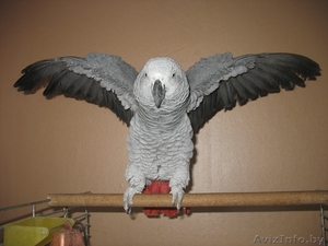 Жако, выкормышь птенец, ручной и ласковый #316776