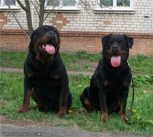 Ротвейлера щенки #322032