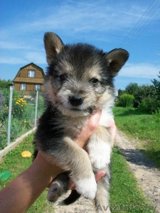 Отдам щенков в добрые руки!!! #327047