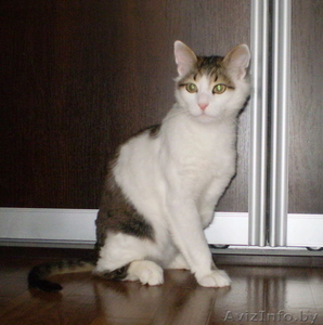 Озорной котик ищет настоящего хозяина! #317926