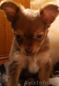 Продажа Щенка русского той-терьера #324128