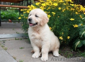 Золотистый ретривер! Щенки! Минск! #327090