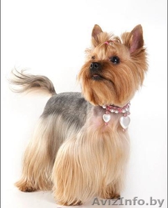 Стрижка животных #320169