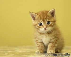 Котята пушистые в дар 8 (212) 24-99-75,  8 (029) 517-38-21 #335510