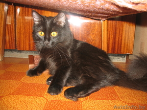 Кошка скоттиш-страйт #313919