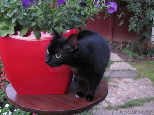 черненькая миниатюрная кошечка #317932