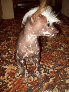 Кобель Китайской хохлатой приглашает на вязку  #333505