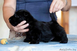 Щенки скотч-терьера Минск (шотландский терьер,  скотч терьер) #334449