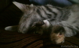 Кошечка Дуся в дар! #316727