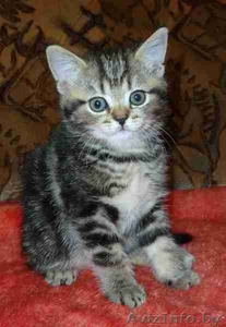 purrr@yandex.ru;  +375297302512(mts) #319049