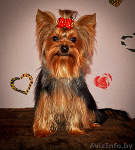  йоркширского терьера щенки(мальчики) #320823