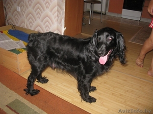 Продаются щенки кокер-спаниеля ДЕШЕВО !!! #326911