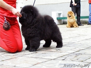 Хендлинг в г.Витебске #309731