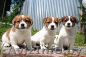 Щенки Джек Рассела терьера #328263