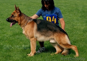 Бланк Юлия 80296042057 #326511