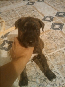 в дар питбуль. кобель. 2 мес #336968