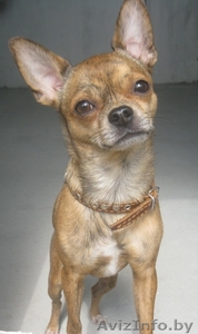 ЧИХУА_ХУА ИЩЕТ ПАРУ #327777