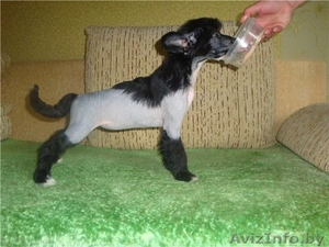 китайская хохлатая собака сука будущий чемпион! #326655