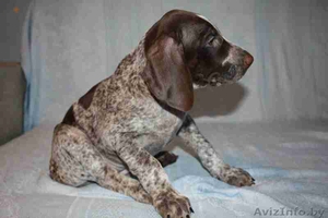 щенки курцхаара #314689