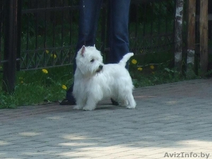 вест хайленд вайт терьеры #303938