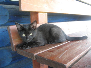 Красивый котенок в подарок  #332929