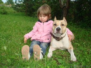 щенки амстаф терьера #337653