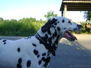 Отдадим в добрые руки далматина #328854