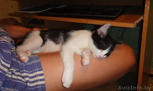 Котенок в добрые руки,  ласковый,  игривый #326306