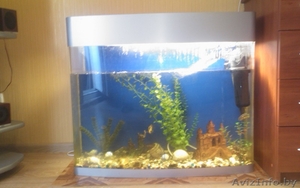 Аквариум с рыбками #320919