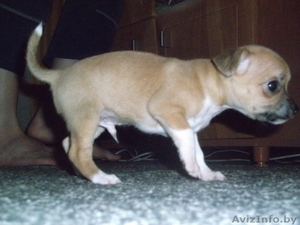 щенок  чихуа - хуа #312834