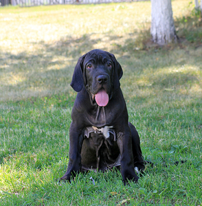 Щенки Фила Бразилейро #310810