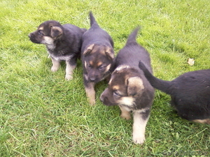 г. Копыль,  80297674608 #317646