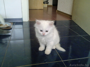 Отдам котят в добрые руки!! #332483