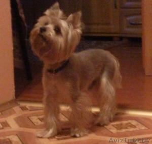 Пропал йоркширский терьер.. #327091