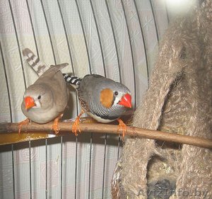 2 девочки 1, 5мес от амадин зебровых #313593