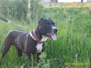 в дар питбуль. кобель. 4 года #322117