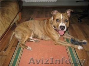 Стафф 3, 5 года в дар! #322120