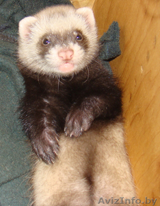 Хорек домашний,  окрас соболиный #332066