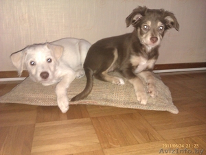 Мексиканская голая собака (Ксоло) #315617