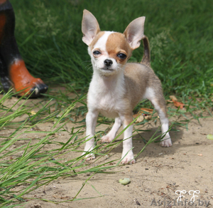 Щенки чихуа хуа питомник ФЛАЙ ФЛАУ #314421