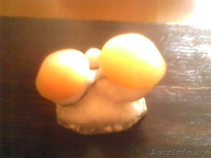 Декоративные грибки #325359