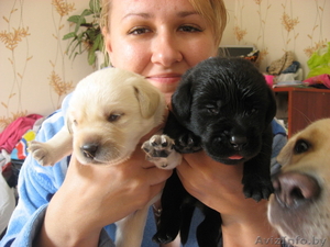 объявление продам #318115