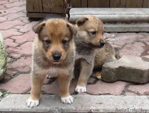 щенки западно-сибирской лайки #338107