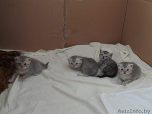 продам скоттиш-фолд #330009